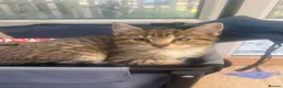 Mixed Breed cats for sale: Adorable kittens - Advert 5