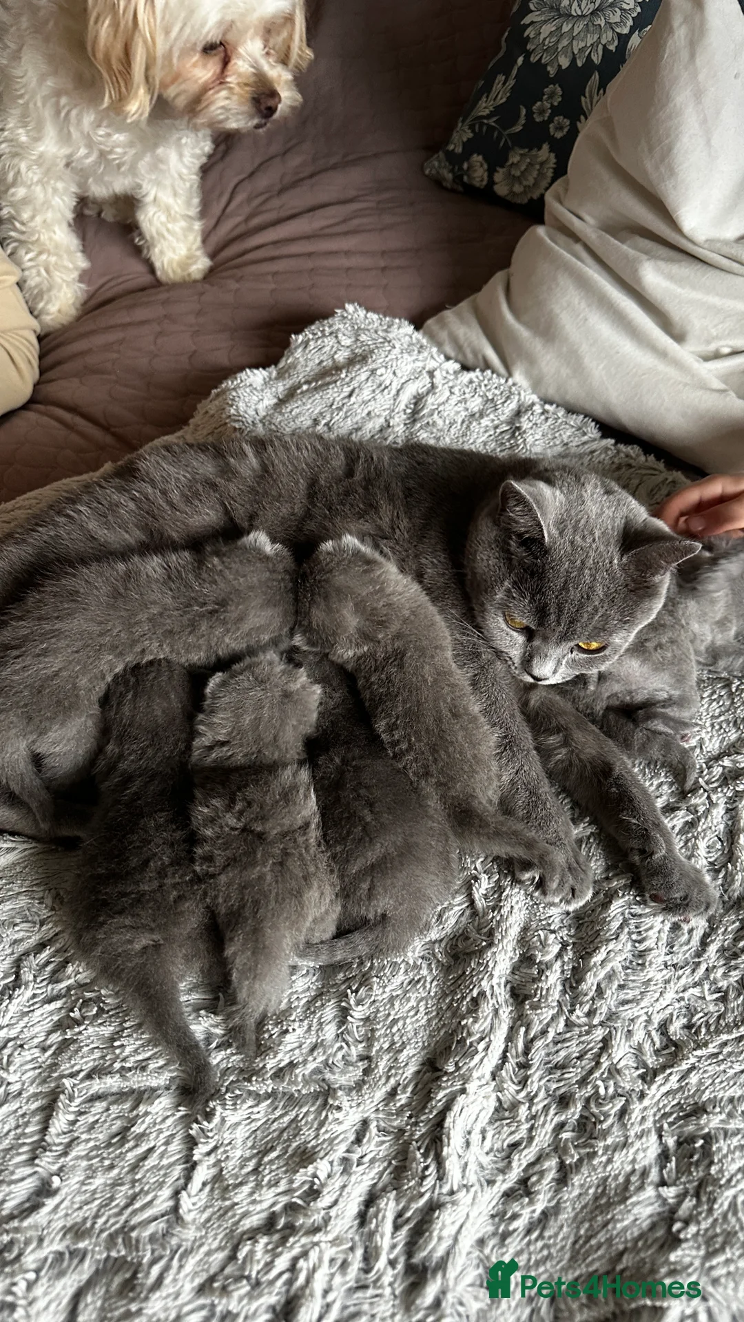 British Shorthair cats for sale: British Shorthair  - Advert 2