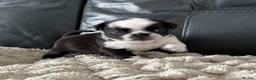 Pug dogs for sale: Black and white panda pug puppy male - Advert 8