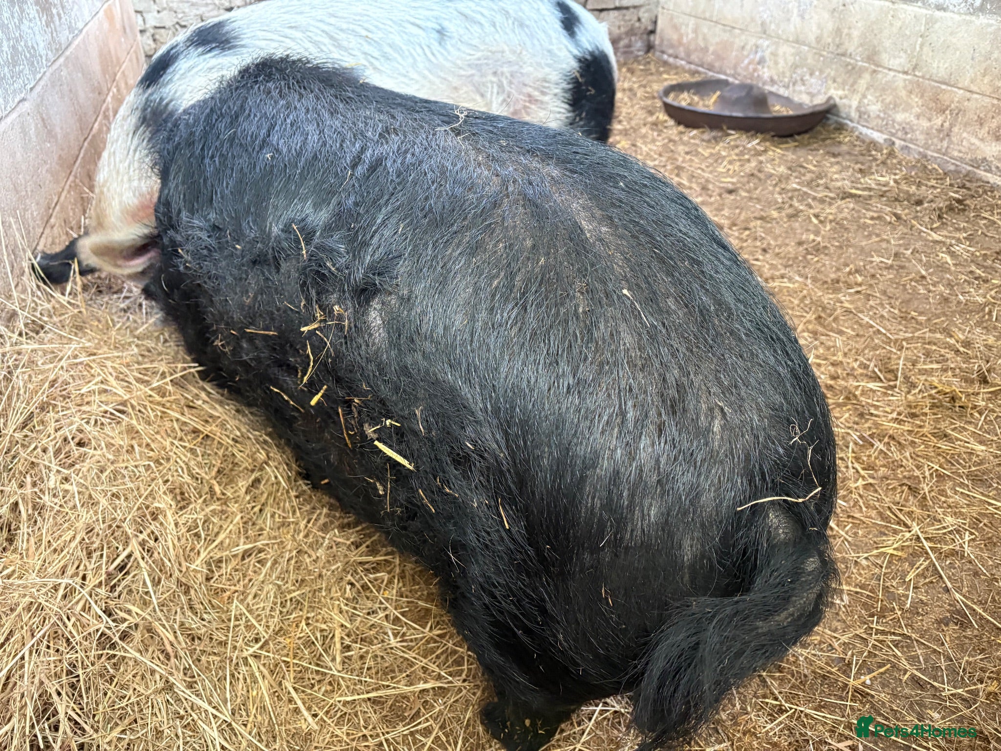 Pig livestock 2 x unregistered Kune Kune males 2 years old - Advert 1