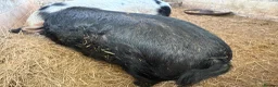 Pig livestock for sale: 2 x unregistered Kune Kune males 2 years old - Advert 1