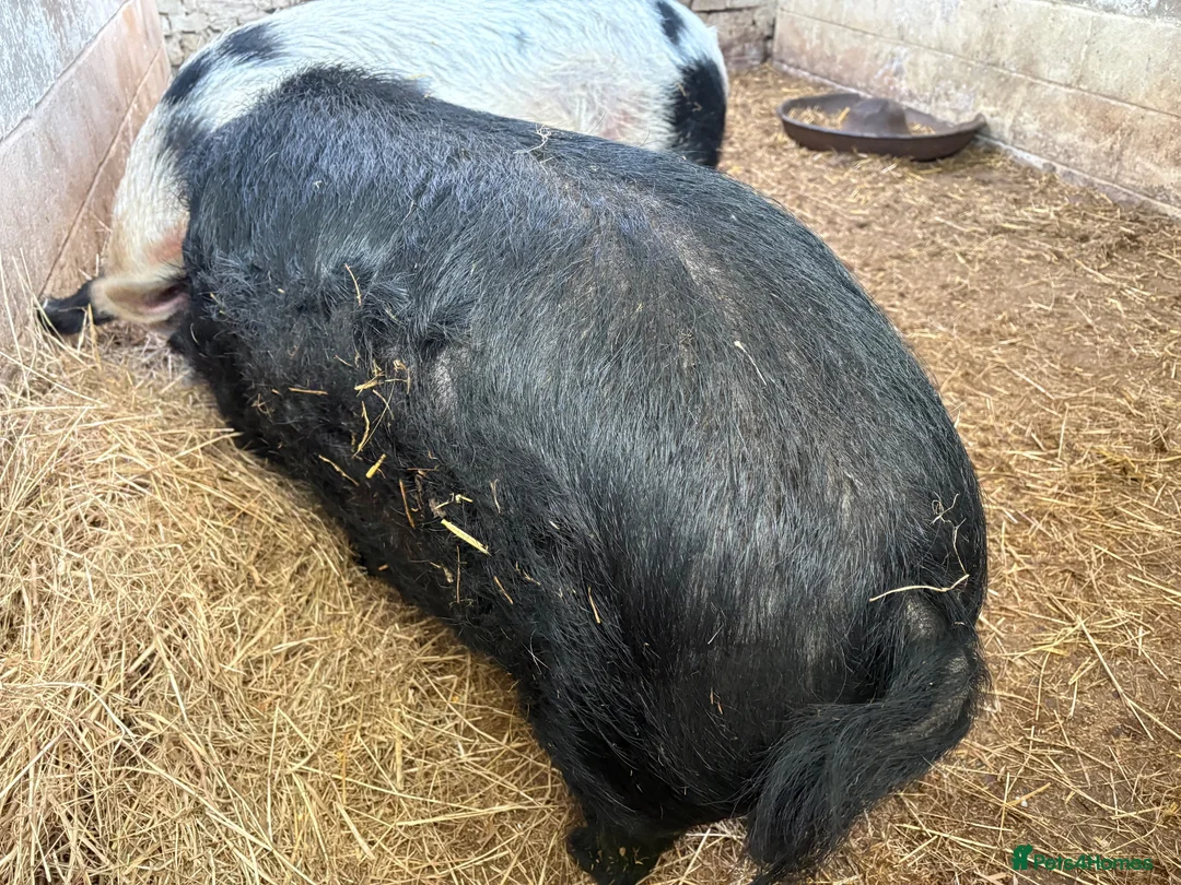 Pig livestock for sale: 2 x unregistered Kune Kune males 2 years old - Advert 1