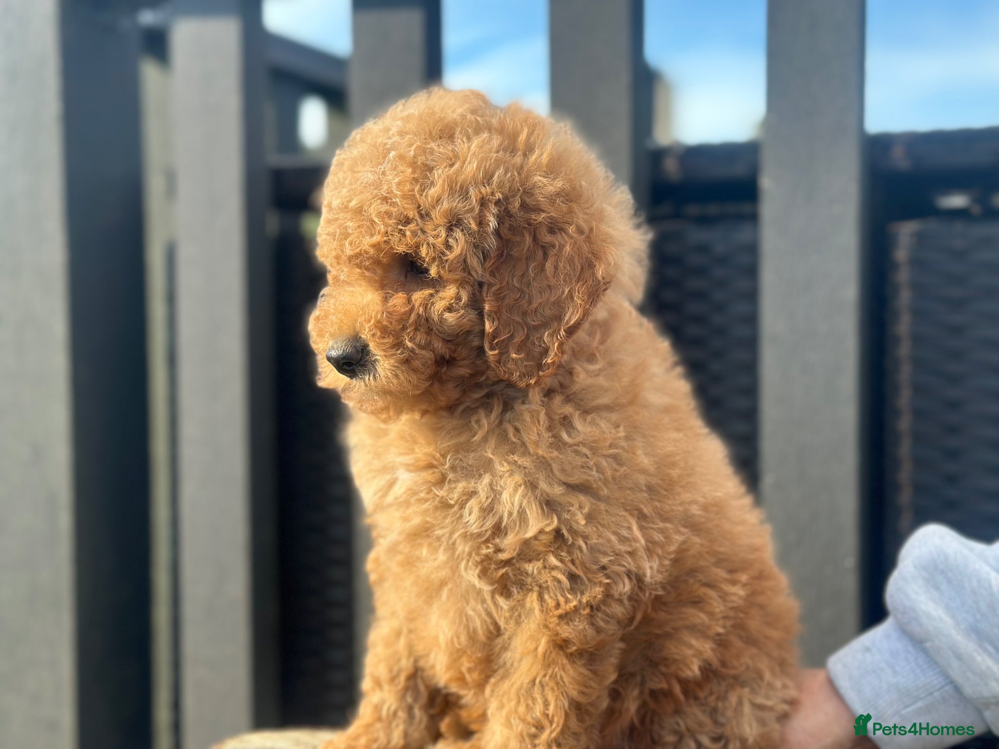 Goldendoodle dogs F1B MINI/MEDIUM GOLDENDOODLES LAST GIRL  1795 - Advert 1