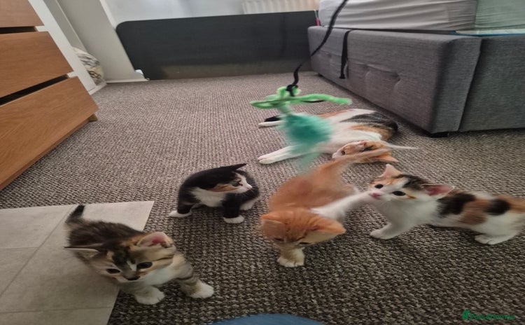 Domestic Shorthair cats - Advert 5