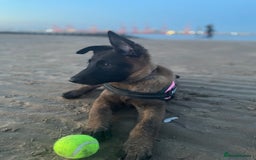 Mixed Breed dogs for sale: German shepherd cross Belgian malinios 8 months  - Image 8