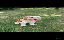 Cockapoo dogs for sale: Cockerpoo Pups by POLICE K9 Behaviourist  - Image 6
