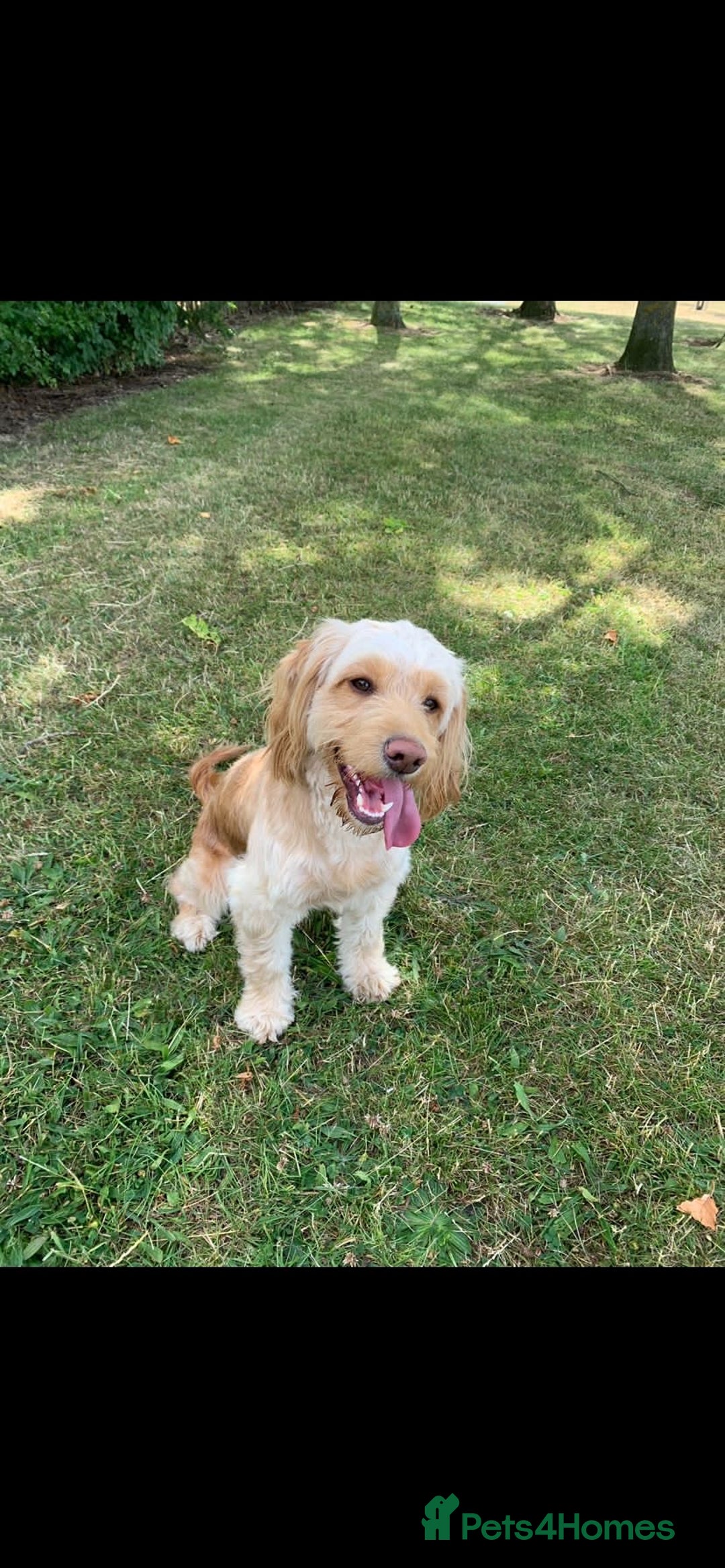 Cockapoo dogs for sale: Cockerpoo Pups by POLICE K9 Behaviourist  - Image 6