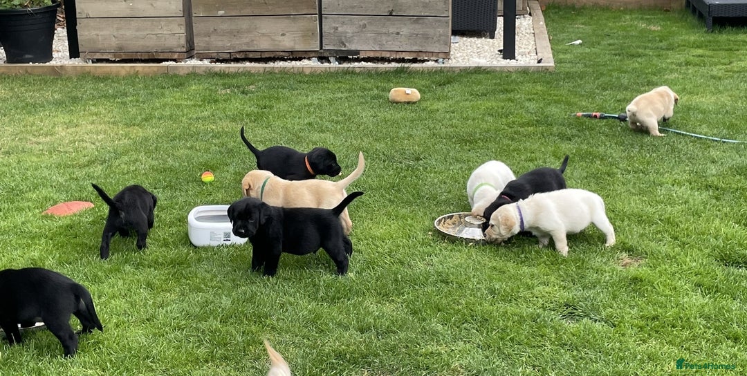Labrador Retriever dogs for sale: Gorgeous Chunky Labrador Puppies - Image 2