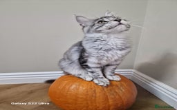 Maine Coon cats for sale: Pure maine coon - Image 15