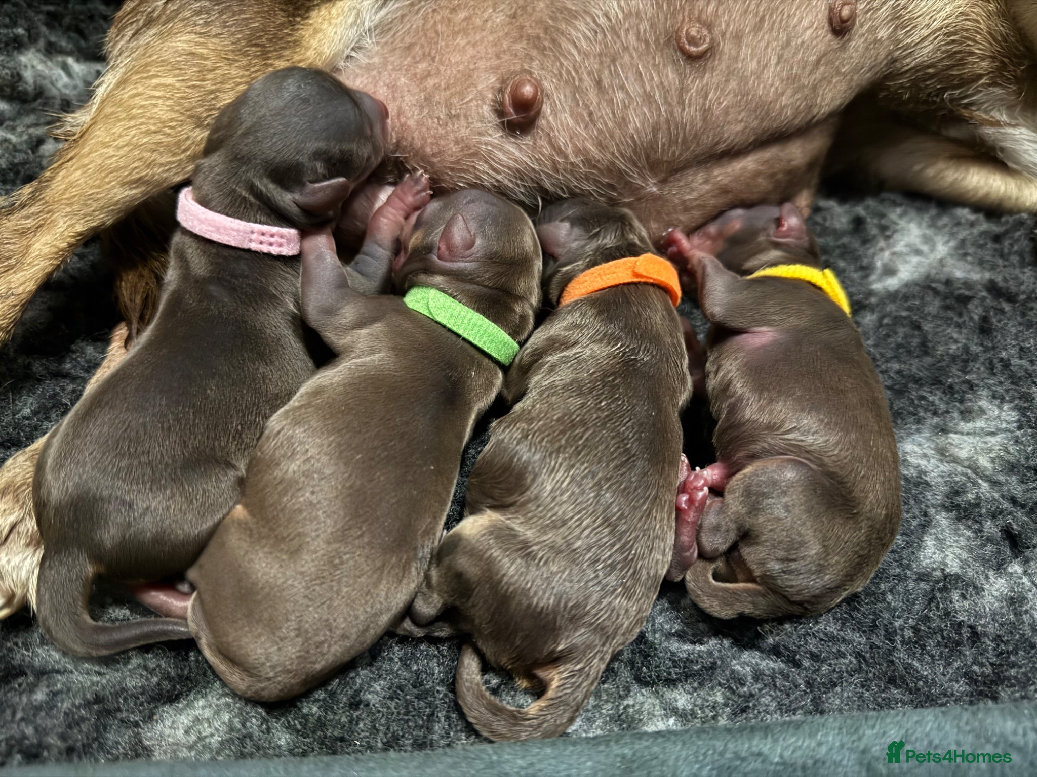 Chipoo dogs for sale: 💎 EXQUISITE TINY CHIPOO PUPPIES AVAILABLE 💎  - Advert 16
