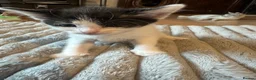 British Shorthair cats for sale: Lovely kittens for sale  in Wembley - Advert 9