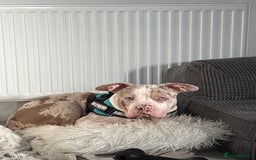 American Bully dogs for sale: Milo  - Image 1