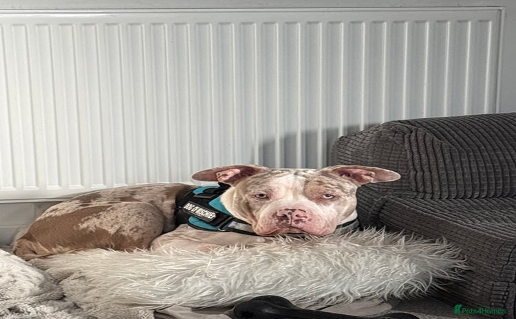 American Bully dogs - Advert 1