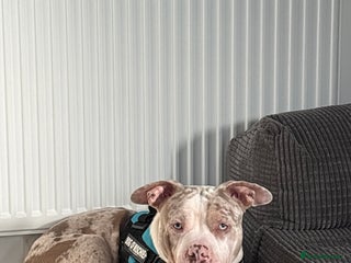 American Bully dogs for sale - Advert 1