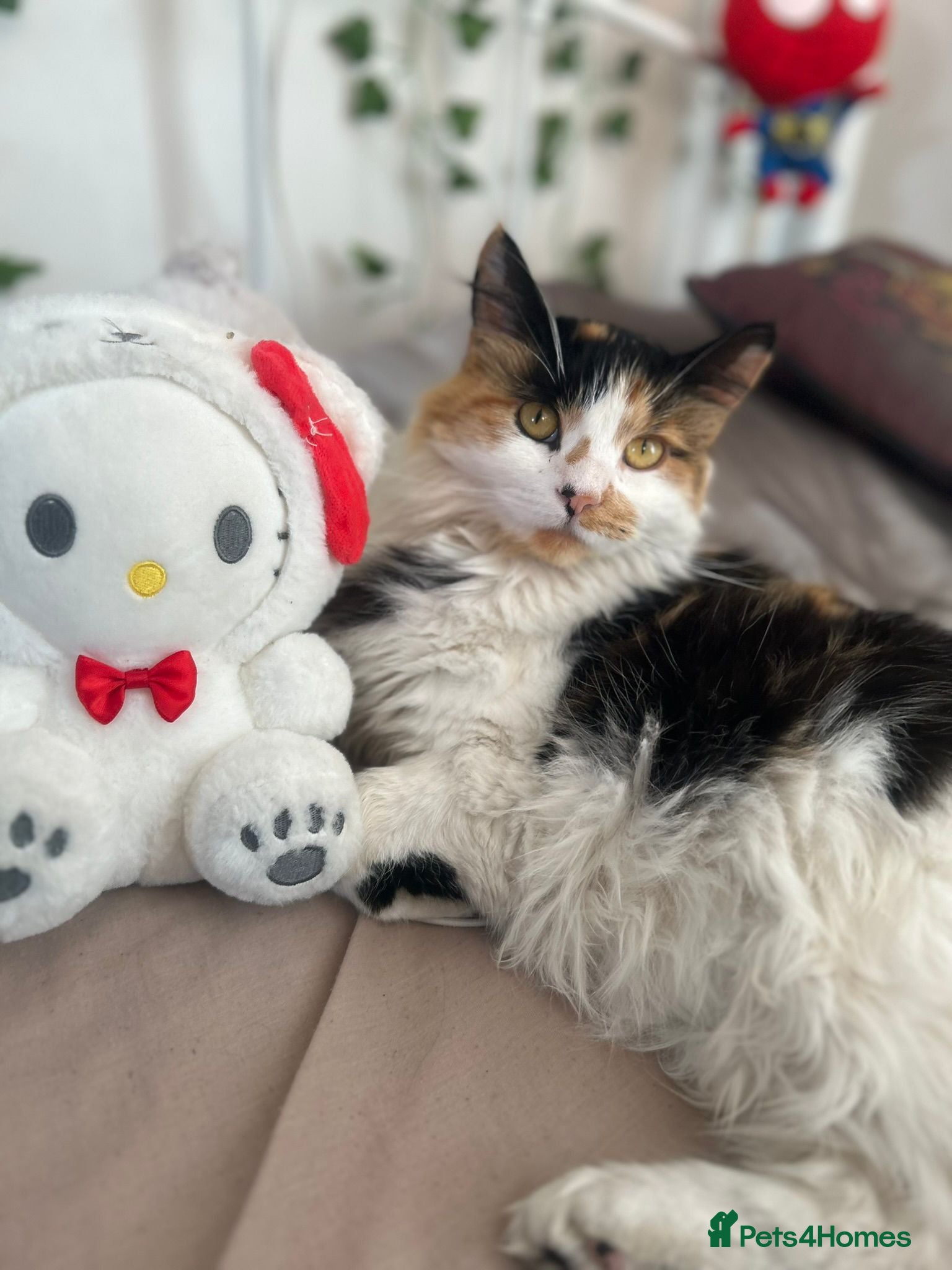 Mixed Breed cats Looking to rehome this beautiful male kitten - Advert 1