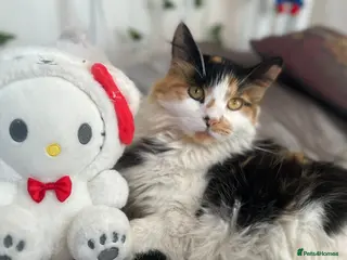 Mixed Breed cats Looking to rehome this beautiful male kitten - Advert 1