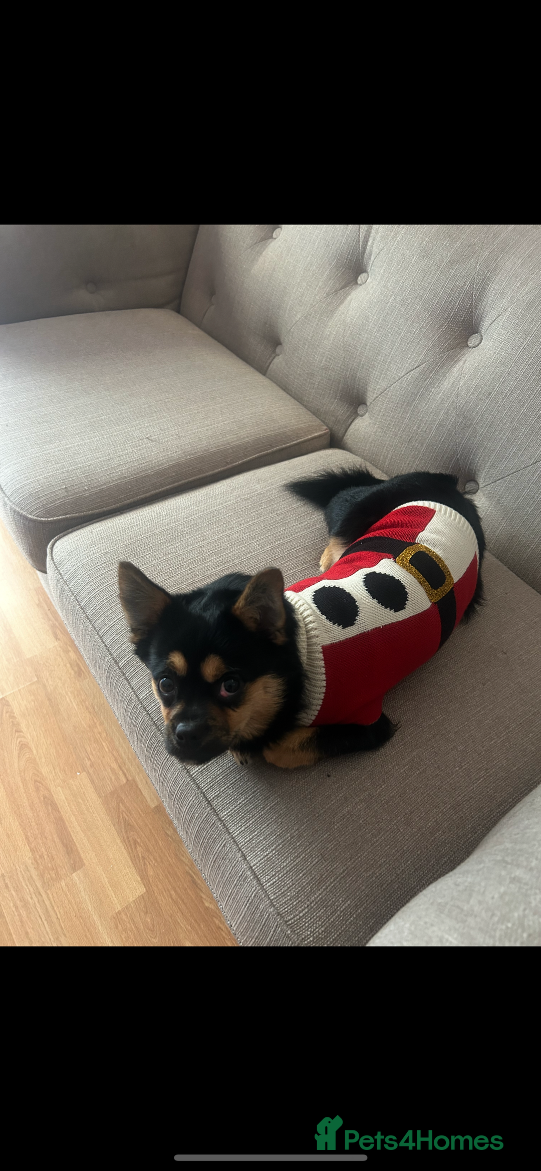 Mixed Breed dogs for sale: Juno  - Advert 5