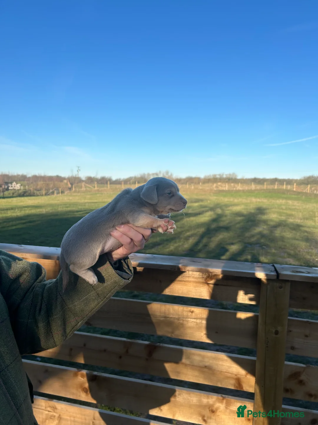 Jack Russell dogs for sale: Stunning Jack Russell puppies fr sale-all colours  - Advert 15