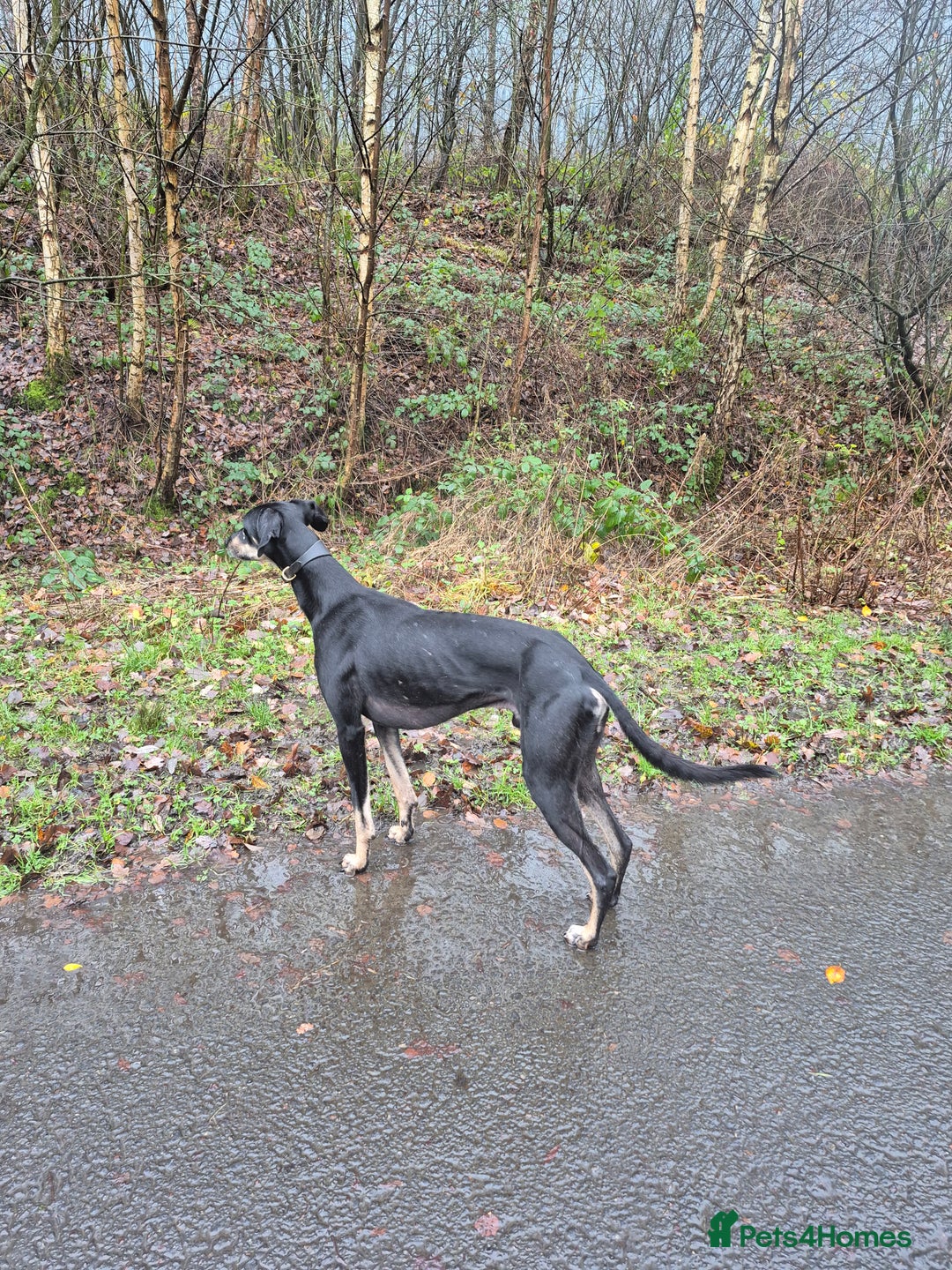 Lurcher dogs for sale: Beautiful litter of Lurcher pups - Advert 5