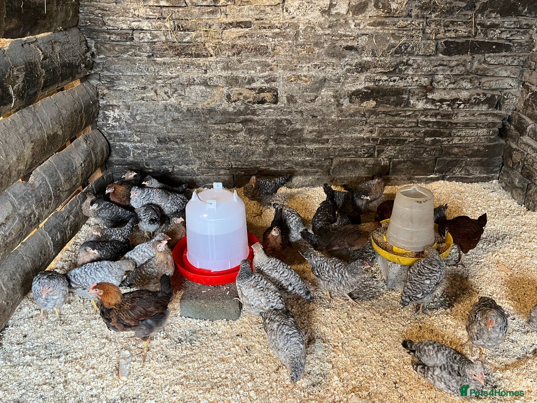 Chickens poultry for sale: Cream Legbar & Welsummer Chickens  - Image 1