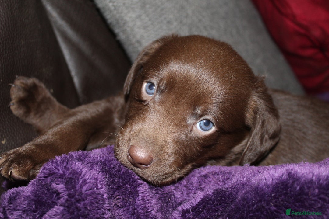 Labrador Retriever dogs for sale: 🔥 KC LABRADOR PUPPIES SILVER CHOCOLATE AND BLACK - Advert 9
