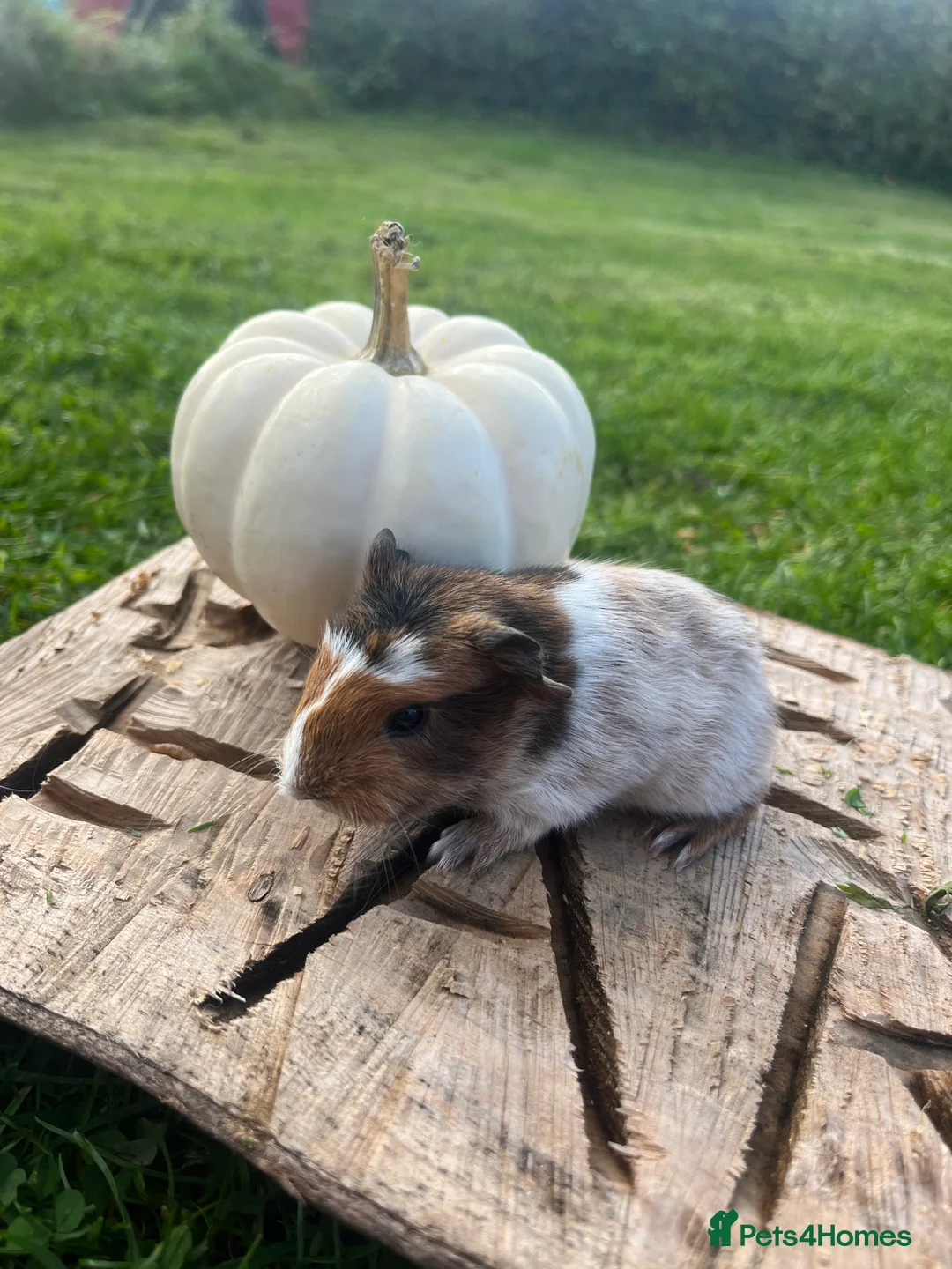 Guinea Pig rodents for sale: Fancy Guinea Pigs  - Advert 1