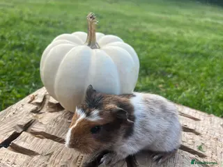 Guinea Pig rodents Fancy Guinea Pigs - Advert 1