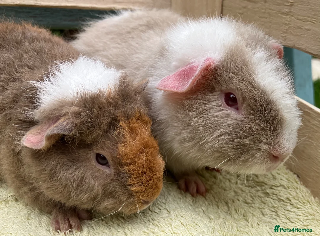 Guinea Pig rodents for sale: Stunning red eyed pure bred Teddy boys/boars - Advert 2