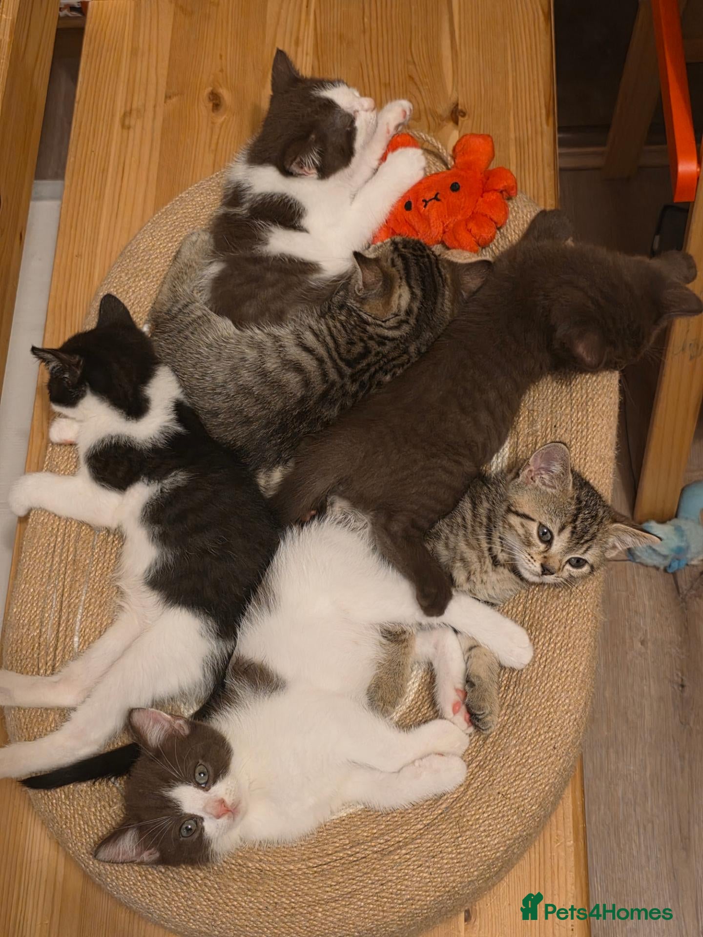 Mixed Breed cats Mixed race kittens - Advert 1