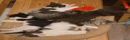Mixed Breed cats for sale: Mixed race kittens in Uxbridge - Advert 1