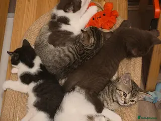 Mixed Breed cats Mixed race kittens - Advert 1