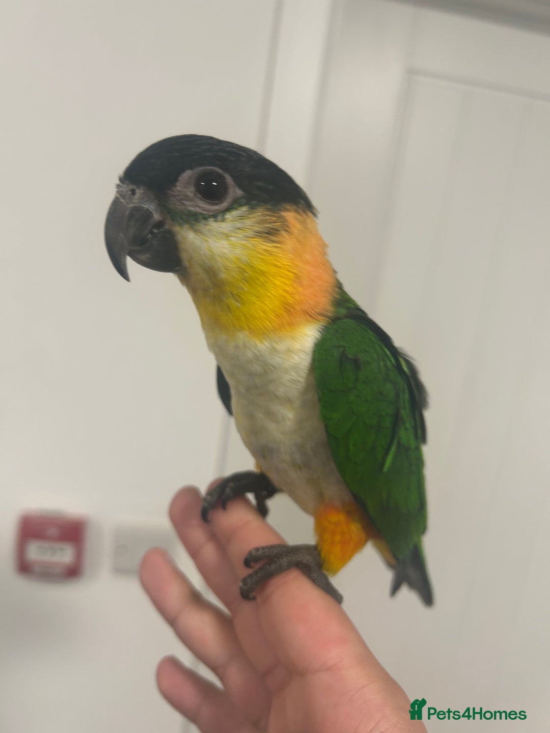 Parrots birds for sale: Hand Reared Baby Black Headed Caiques  - Image 2