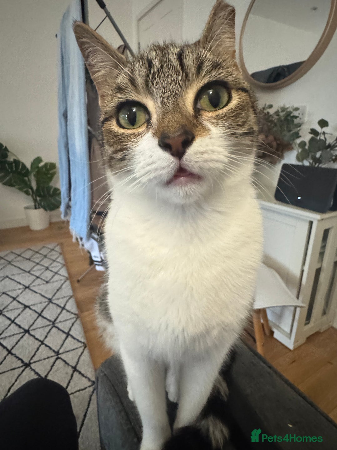 British Shorthair cats for sale: 2 British shorthair tabby cats  - Advert 3