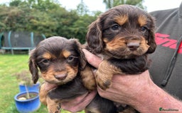 Cocker Spaniel dogs for sale: GORGEOUS WORKING COCKER PUPS - Image 20