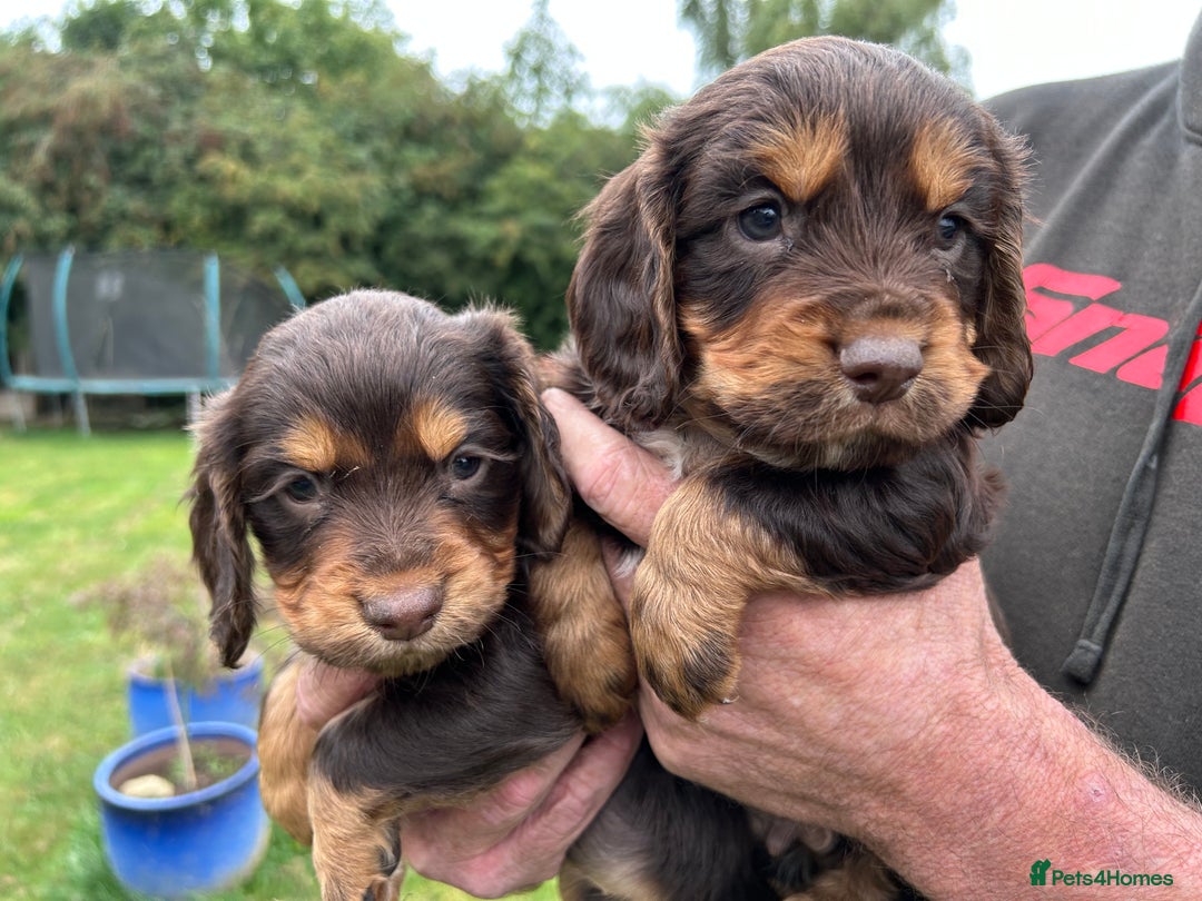 Cocker Spaniel dogs for sale: GORGEOUS WORKING COCKER PUPS - Image 20