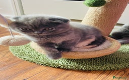 Scottish Fold cats for sale: Beautiful litter of Scottish fold  😍 - Image 8