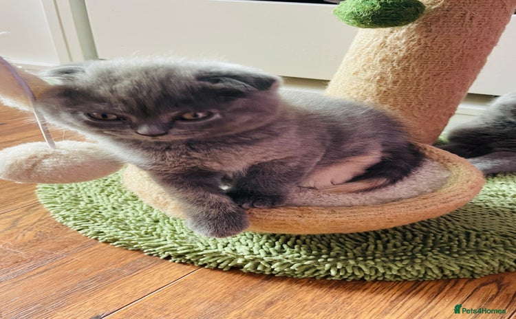 Scottish Fold cats - Advert 4