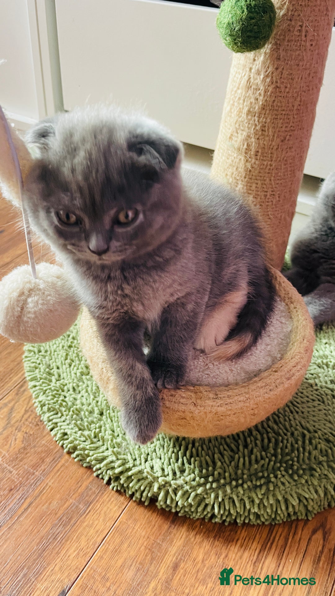 Scottish Fold cats for sale: Beautiful litter of Scottish fold  😍 - Image 8