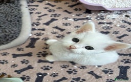 Persian cats for sale: Outstanding litter of Persian x kittens,  - Image 6