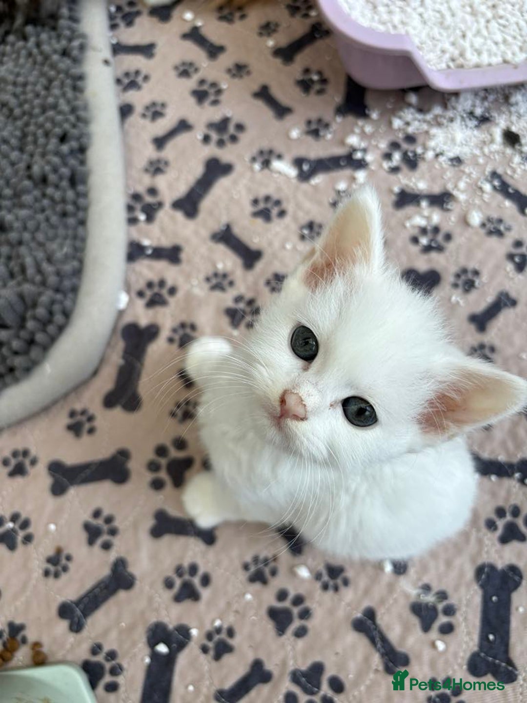 Persian cats for sale: Outstanding litter of Persian x kittens,  - Image 6