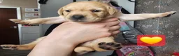 Labrador Retriever dogs for sale: Labrador Retriever Puppies🐶🐾 - Advert 26