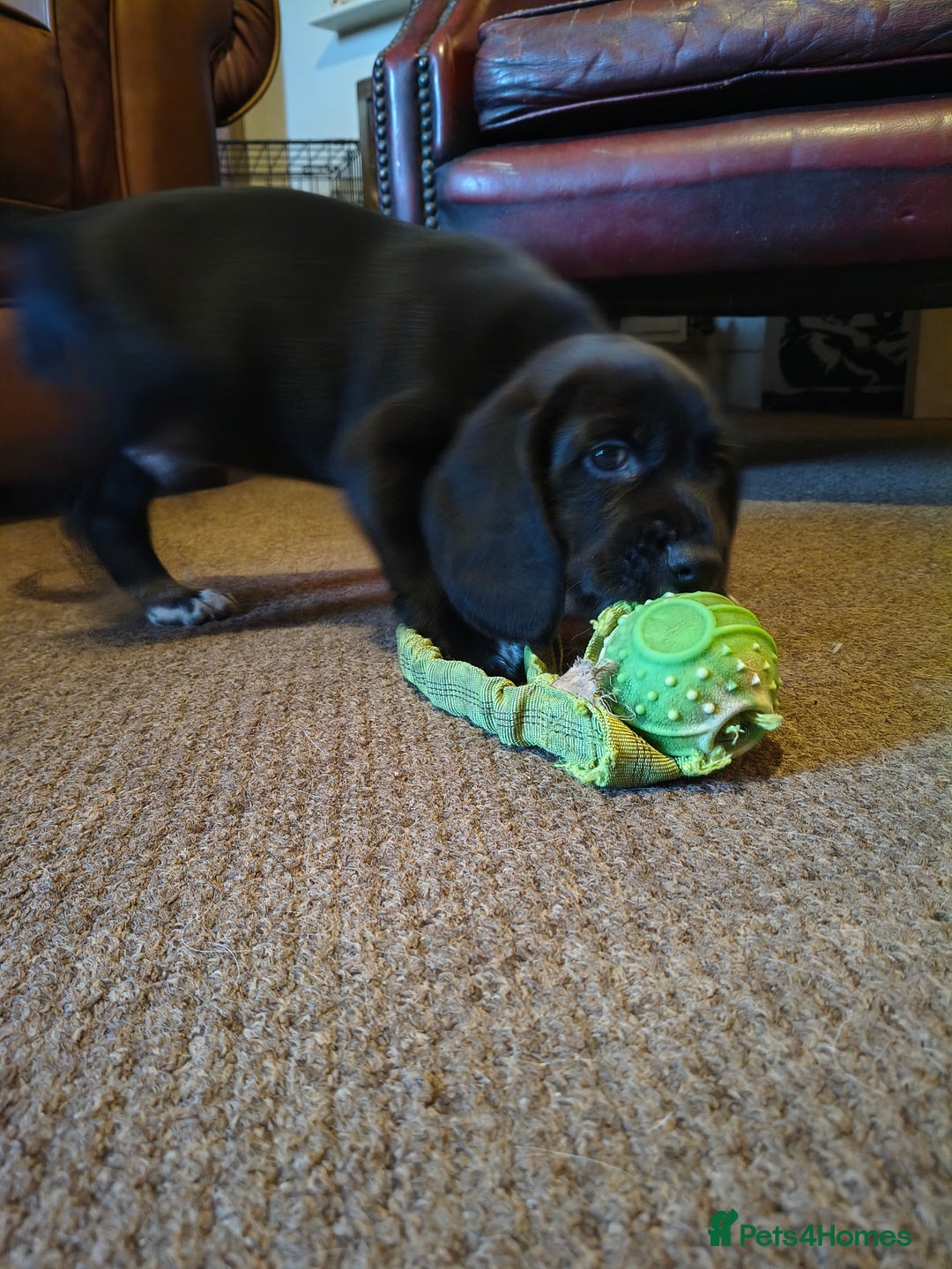 Bocker dogs for sale: Last Bocker male pup left - Advert 6