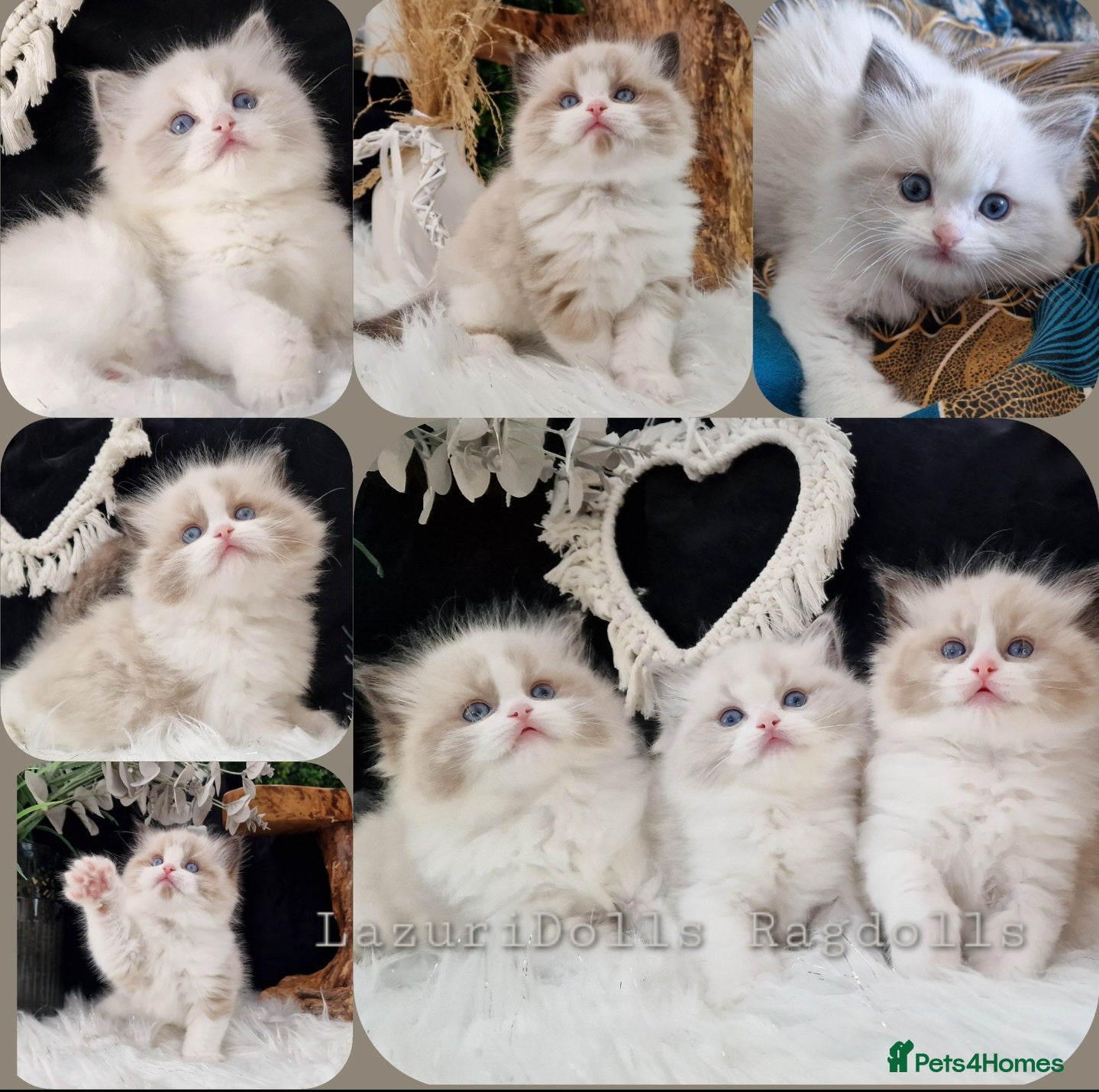 Ragdoll cats 🏆✨️Exclusive kittens from Champion parents🥇🐈 - Advert 1