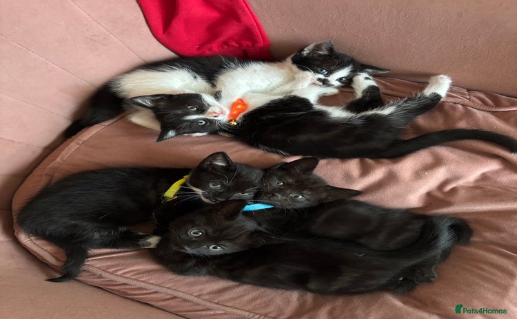 Mixed Breed cats - Advert 1