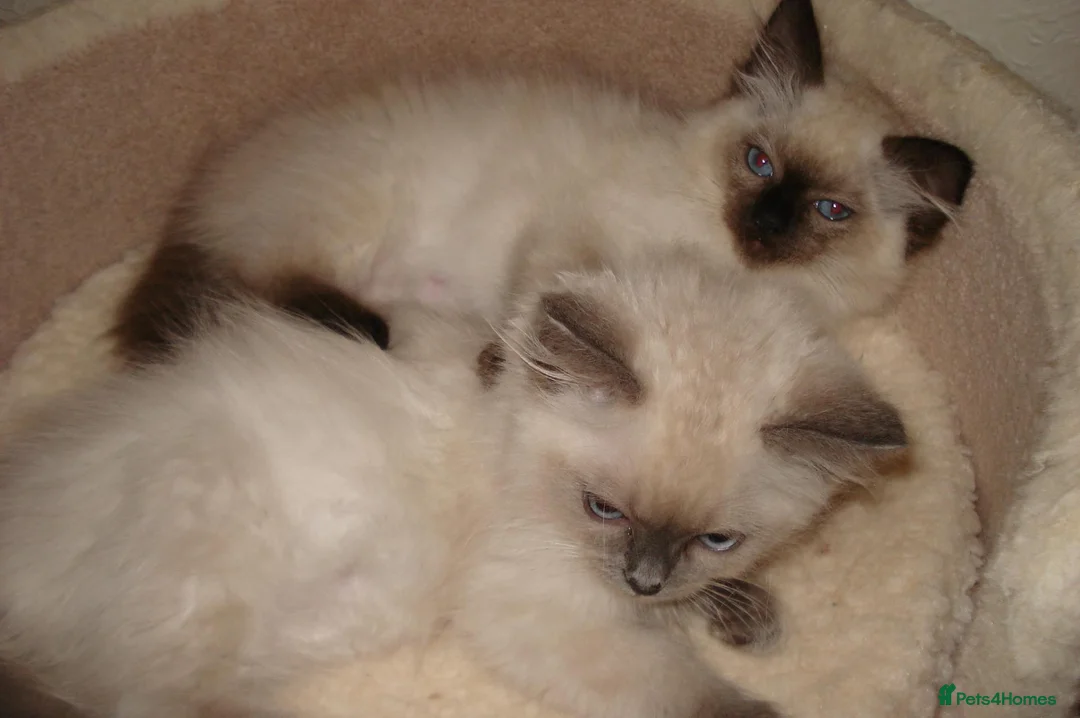Ragdoll cats for sale: Lilac & Chocolate Kittens - Advert 1