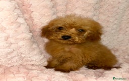 Labradoodle dogs for sale: F1b miniature labradoodles  - Image 1