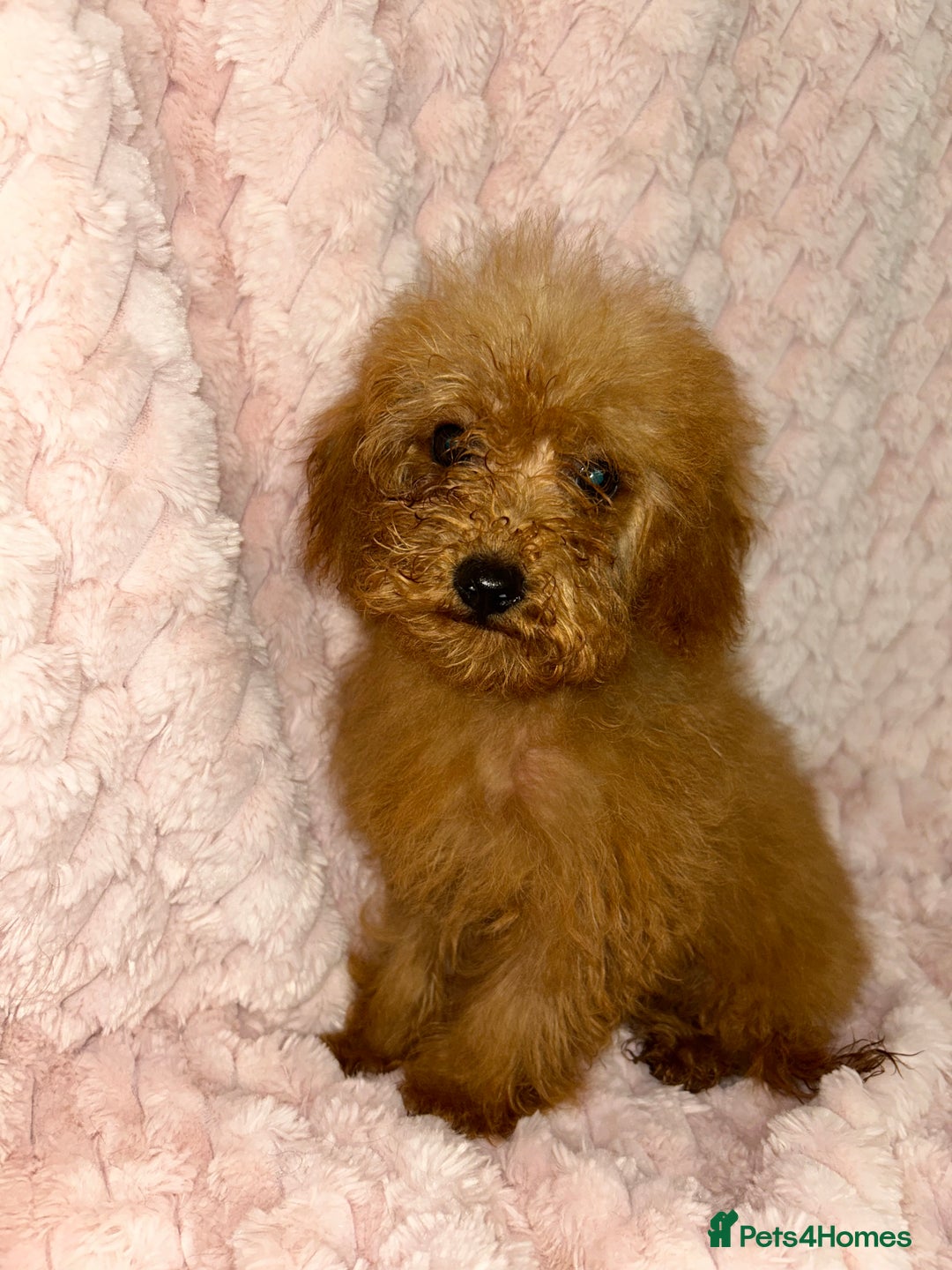 Labradoodle dogs for sale: F1b miniature labradoodles  - Image 1