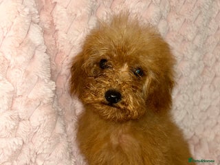 Labradoodle dogs - Advert 11