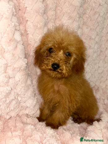 Labradoodle dogs - Advert 6