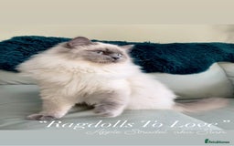 Ragdoll cats for sale: Champion blood dilute blue tabby ragdoll kitten - Image 26